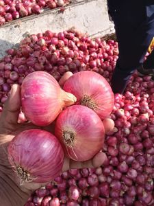 Red Onion
