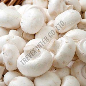 A Grade Button Mushroom