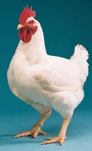 Poultry Chicken