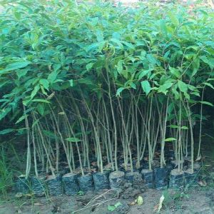 Aquilaria Khasiana Agarwood Plant