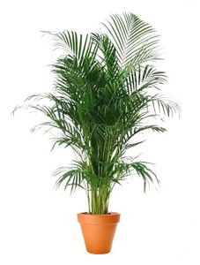 Areca Palm Plant