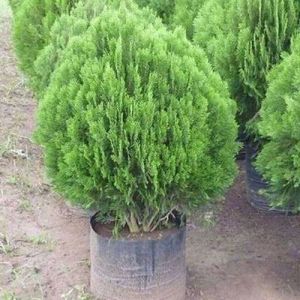 Golden Jhau Plant