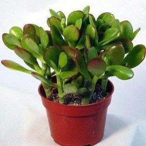 Green Indoor Jet Plant