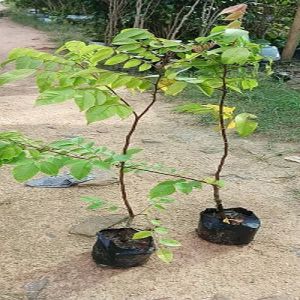 Green Kamranga Star Fruit Plant