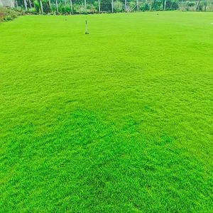 Green Natural Mexican Grass