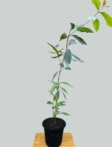 Java Plum Plant