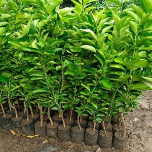 Mosambi Fruit Plant