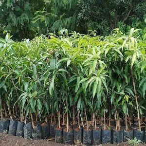 Natural Mango Plant
