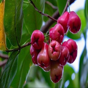 Red Jamrul Plant