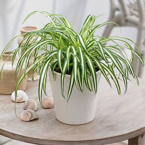 Spider Indoor Plant