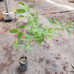 Sweet Tamarind Plant