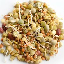 Green Dry Sprouted Moong, Packaging Type : Packet for Cooking