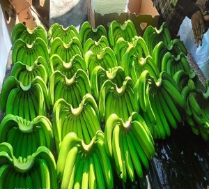 A Grade Natural Green Banana