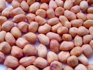 Girnar Peanut Kernel, Shell Type : Without Shell for Human Consumption