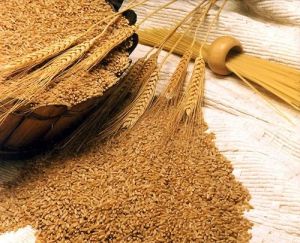 25-50kg HI1634 Wheat Grain for Cooking, Packaging Type : Jute Bag