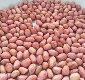 Java Peanut Kernel, Shell Type : Without Shell for Human Consumption