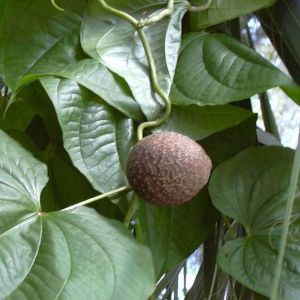 Dioscorea Bulbifera