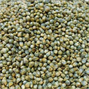 Green Millet Seeds