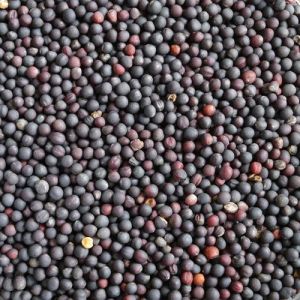 Rapeseed Seeds