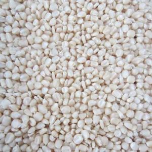 White Corn Seeds