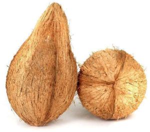 A Grade Fresh Semi Husked Coconut, Color : Natural Brown