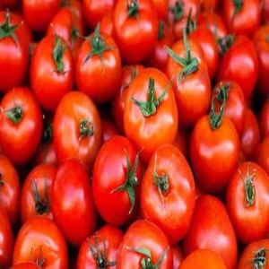 Organic Fresh Red Tomato for Cooking