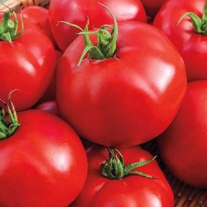 Fresh Red Tomato