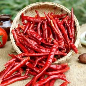 Teja S17 Dried Red Chilli