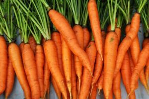 A Grade Fresh Organic Carrot for Consumption