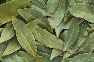 Green A Grade Organic Bay Leaves, Packaging Type : Sealed Bag