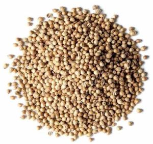 A Grade Organic Coriander Seed, Moisture : 9% for Culinary