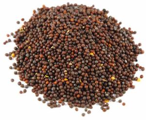A Grade Organic Mustard Seed, Packaging Type : Bag