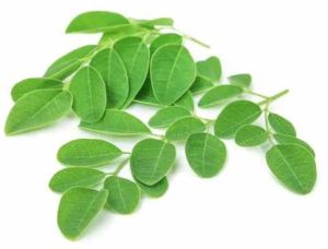 Green Organic Moringa Leave