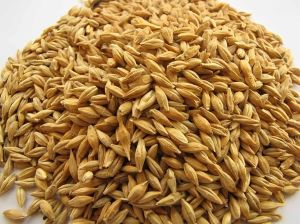 Indian Organic Barley Grain for Cooking, Brewing