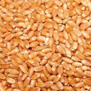 Organic Wheat Grain for Cooking, Baking, Packaging Type : Bag
