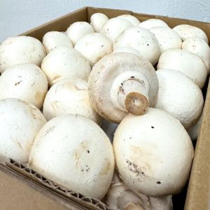 White Button Mushroom, Packaging Size : 5-25kg for Cooking