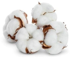 Indian Raw Cotton