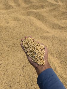 Soybean Seeds