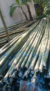 Bamboo Poles, 10 Feet Tall