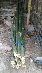Bamboo Poles, 10 Feet Tall Super Top
