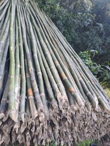 Super Bamboo Poles