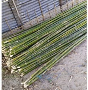 Bamboo Poles, 8 Feet Tall Super Top