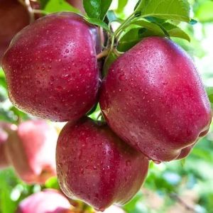 Red Himachali A Grade Apple, Packaging Type : Corrugated Box