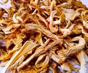 Dry Oyster Mushroom, Packaging Type : Plastic Bag for Cooking