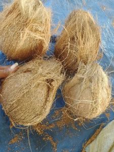 Natural Fresh Coconut, Color : Brown, White Medium-Large