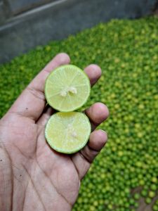 Lemon, Packaging Size : 5kg, 10kg, 15kg, Packaging Type : Net Bag