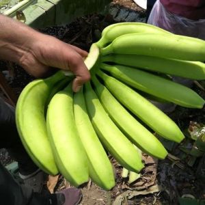 Fresh Cavendish Banana