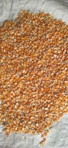 Yellow Maize Seeds for Animal Feed, Human Consuption