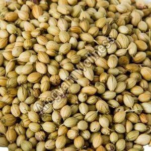 Green Organic Coriander Seeds, Packaging Type : Resealable Bag