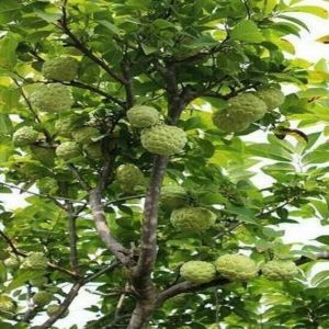 Custard Apple Plants Custard Apple Plants
